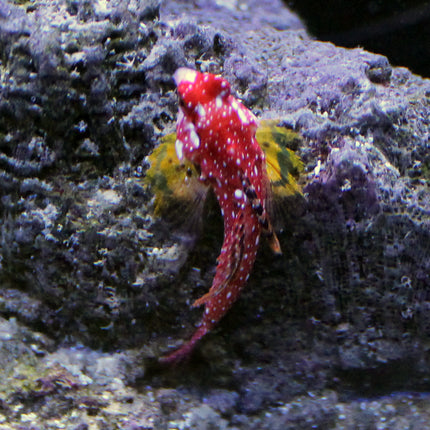 Ruby Red Scooter Blenny