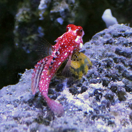 Ruby Red Scooter Blenny