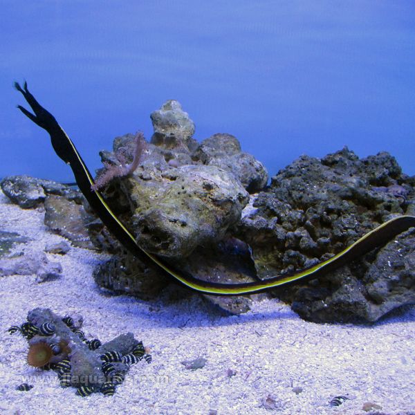 Black Ribbon Eel