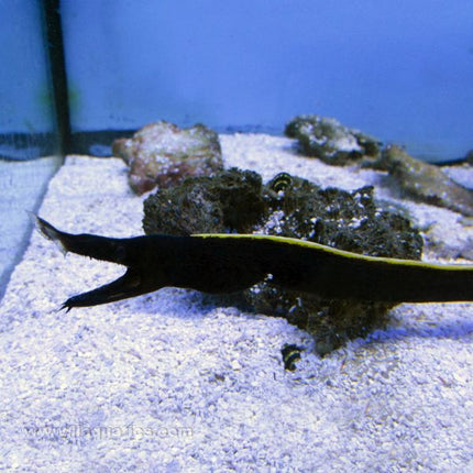 Black Ribbon Eel