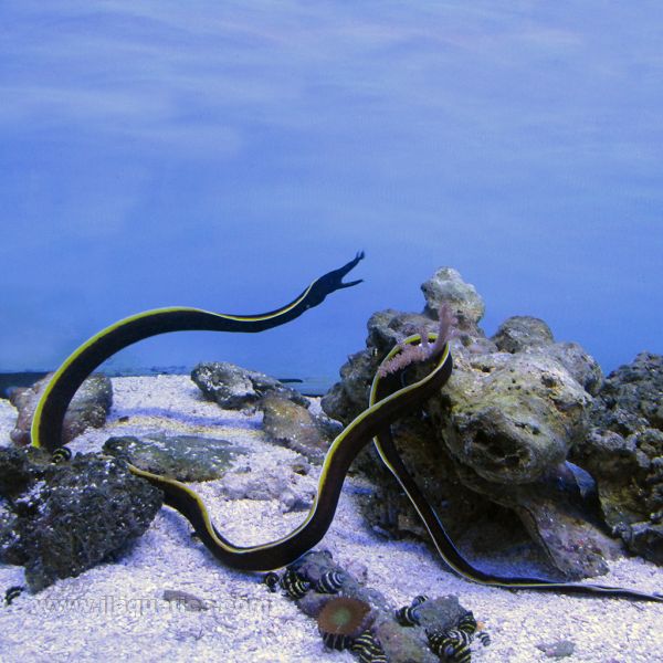 Buy Black Ribbon Eel (Asia Pacific) in Canada for as low as 88.95