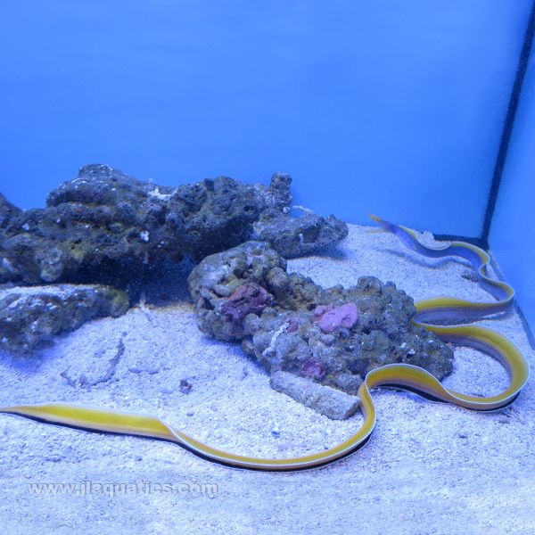 Blue Ribbon Eel