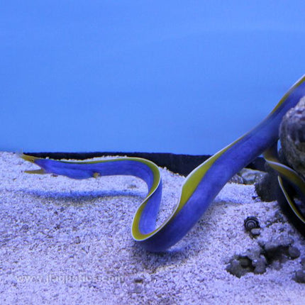 Blue Ribbon Eel