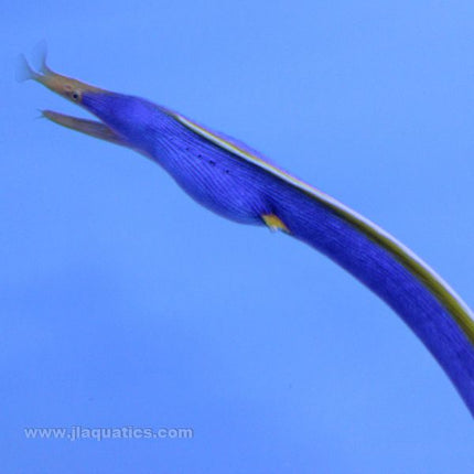 Blue Ribbon Eel