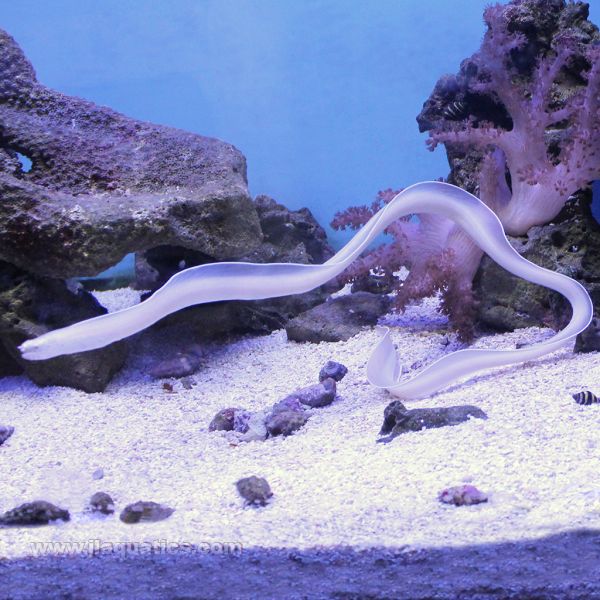 Whie Ribbon Eel