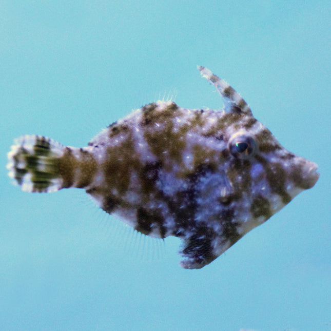 Bristle Tail Filefish