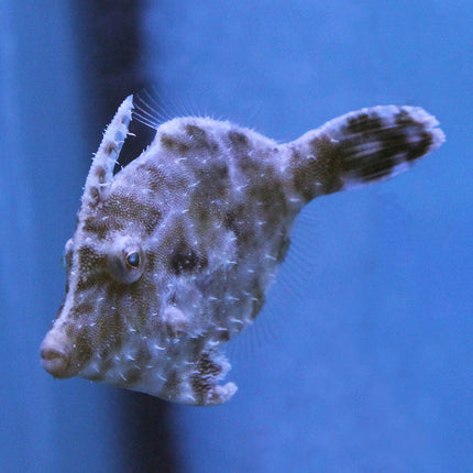 Buy Bristle Tail Filefish (Tank Raised) in Canada for as low as 41.95