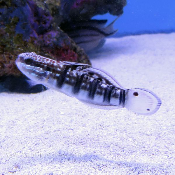 Banded (Brown Bar) Goby