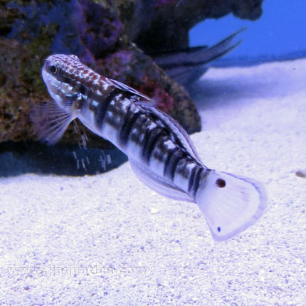 Buy Banded (Brown Bar) Goby (Asia Pacific) in Canada for as low as 37.95