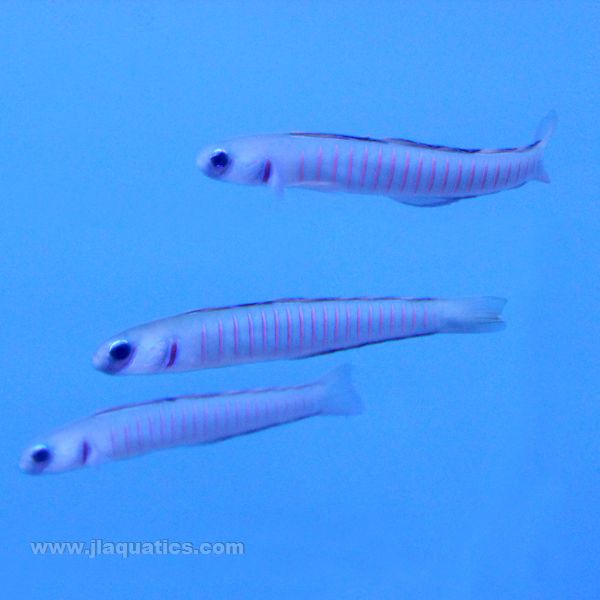 Bar Goby