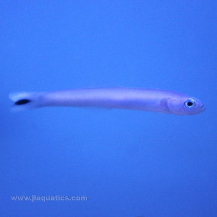 Buy Blue Gudgeon Goby (Asia Pacific) in Canada for as low as 22.95