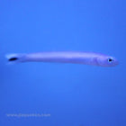 Buy Blue Gudgeon Goby (Asia Pacific) in Canada for as low as 22.95