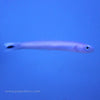 Buy Blue Gudgeon Goby (Asia Pacific) in Canada for as low as 22.95
