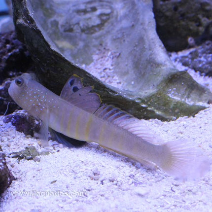 Bluespot Watchman Goby