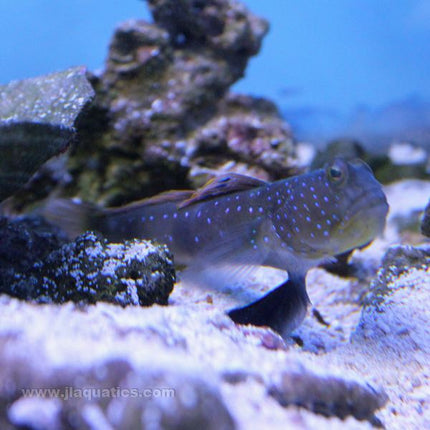 Bluespot Watchman Goby