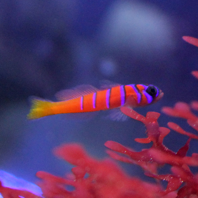 Catalina Goby