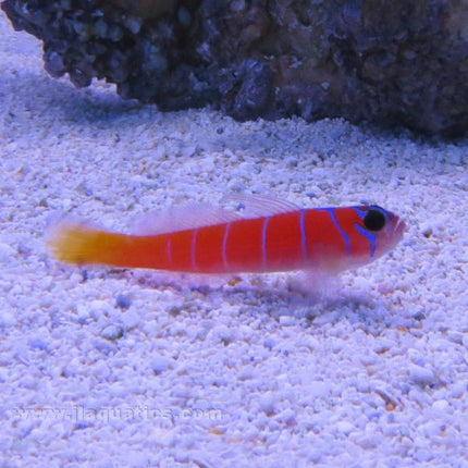 Buy Catalina Goby (West Pacific) in Canada for as low as 48.45