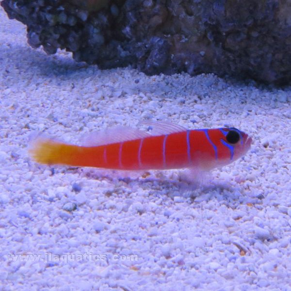 Buy Catalina Goby (West Pacific) in Canada for as low as 48.45