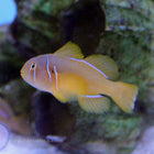 Buy Citron Clown Goby (South Pacific) in Canada for as low as 38.45