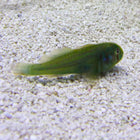 Green Clown Goby