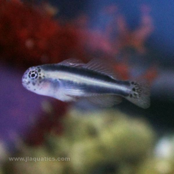 Lined Clown Goby