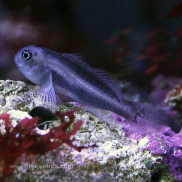 Buy Lined Clown Goby (Asia Pacific) in Canada for as low as 15.45