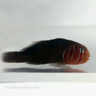 Buy Maroon Clown Goby (Asia Pacific) in Canada for as low as 12.95