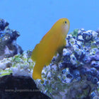 Yellow Clown Goby