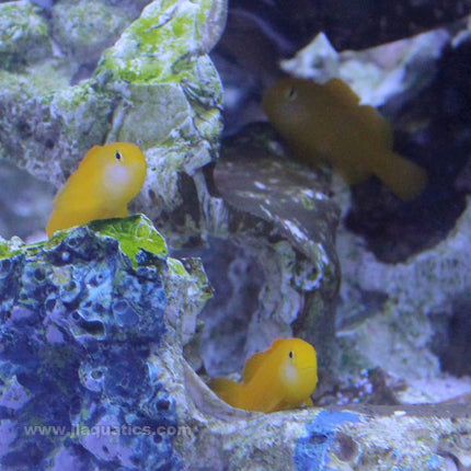 Yellow Clown Goby