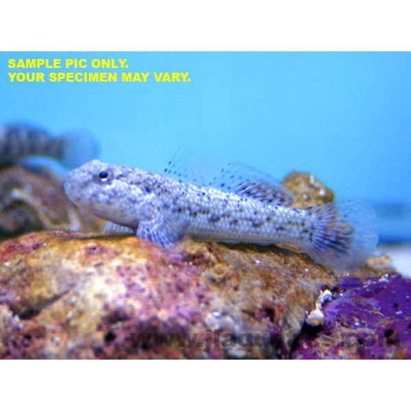 Buy Assorted Coral Goby (Asia Pacific) in Canada for as low as 18.95