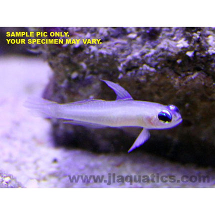 Buy Dart (Fairy) Goby (Asia Pacific) in Canada for as low as 32.95