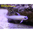 Buy Dart (Fairy) Goby (Asia Pacific) in Canada for as low as 32.95