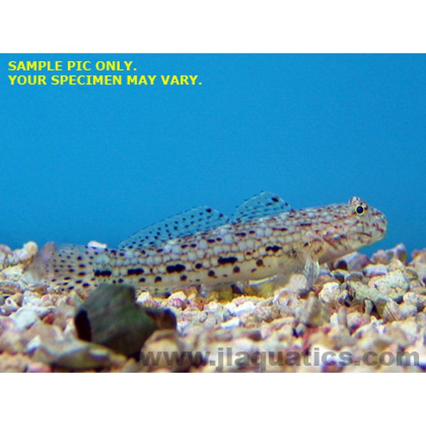 Buy Decorated Goby (Asia Pacific) in Canada for as low as 36.95