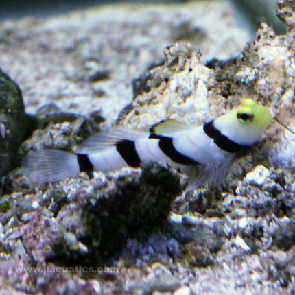 Dracula Goby