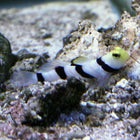 Dracula Goby