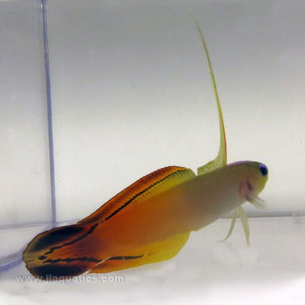 Firefish Goby