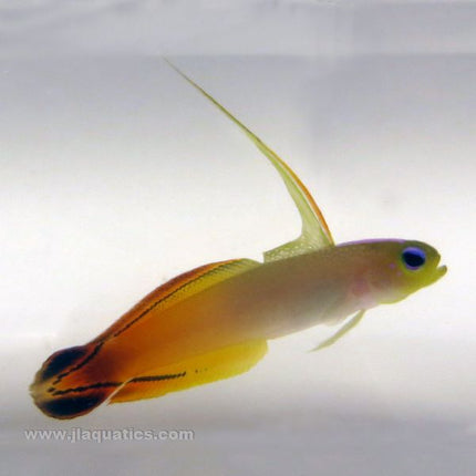 Buy Firefish Goby (Asia Pacific) in Canada for as low as 31.45