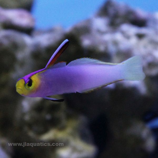 Helfrich's Firefish Goby