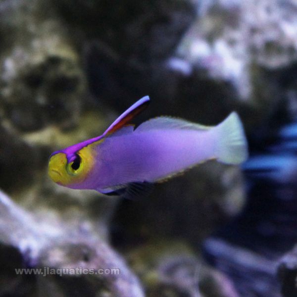 Helfrich's Firefish Goby