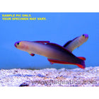 Buy Purple Firefish Goby (Asia Pacific) in Canada for as low as 58.45