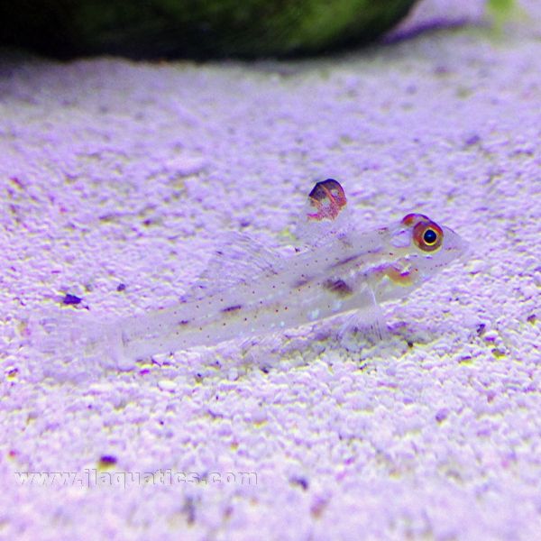 Buy Flasher Fin Goby (Asia Pacific) in Canada for as low as 25.45