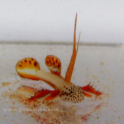 Griessinger's Goby