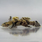 Buy Hasselt's Goby (Asia Pacific) in Canada for as low as 51.45