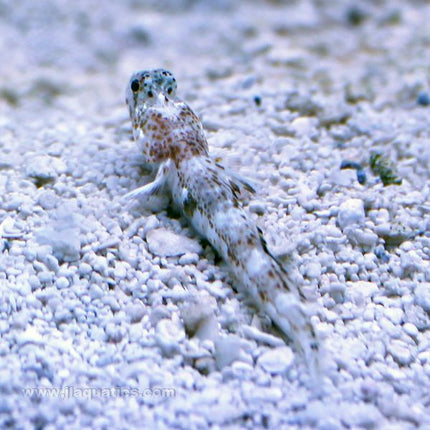 Monster Shrimp Goby