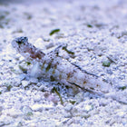 Buy Monster Shrimp Goby (Asia Pacific) in Canada for as low as 40.45