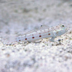 Buy Mural Goby (Asia Pacific) in Canada for as low as 21.95