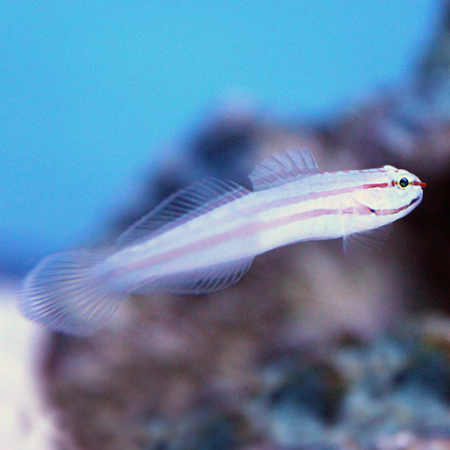 Buy Nocturnal Goby (Asia Pacific) in Canada for as low as 39.45