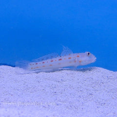 Orange Spot Sleeper Goby