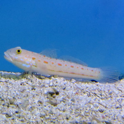 Orange Spot Sleeper Goby