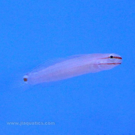 Orange Stripe Goby